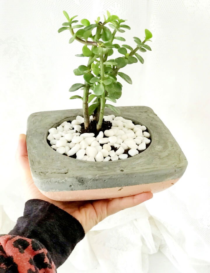 Stylish and Easy DIY Concrete Planter