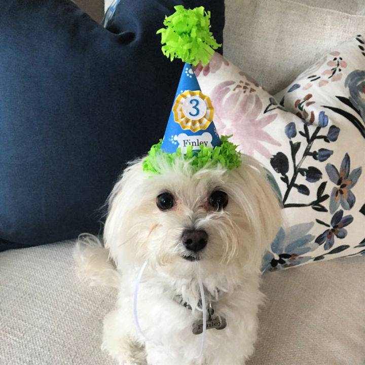 DIY Birthday Hat for Boy Dog