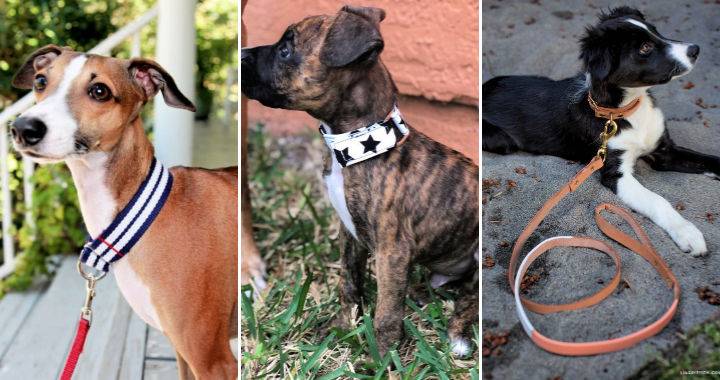 25 Personalized DIY Dog Collar Ideas