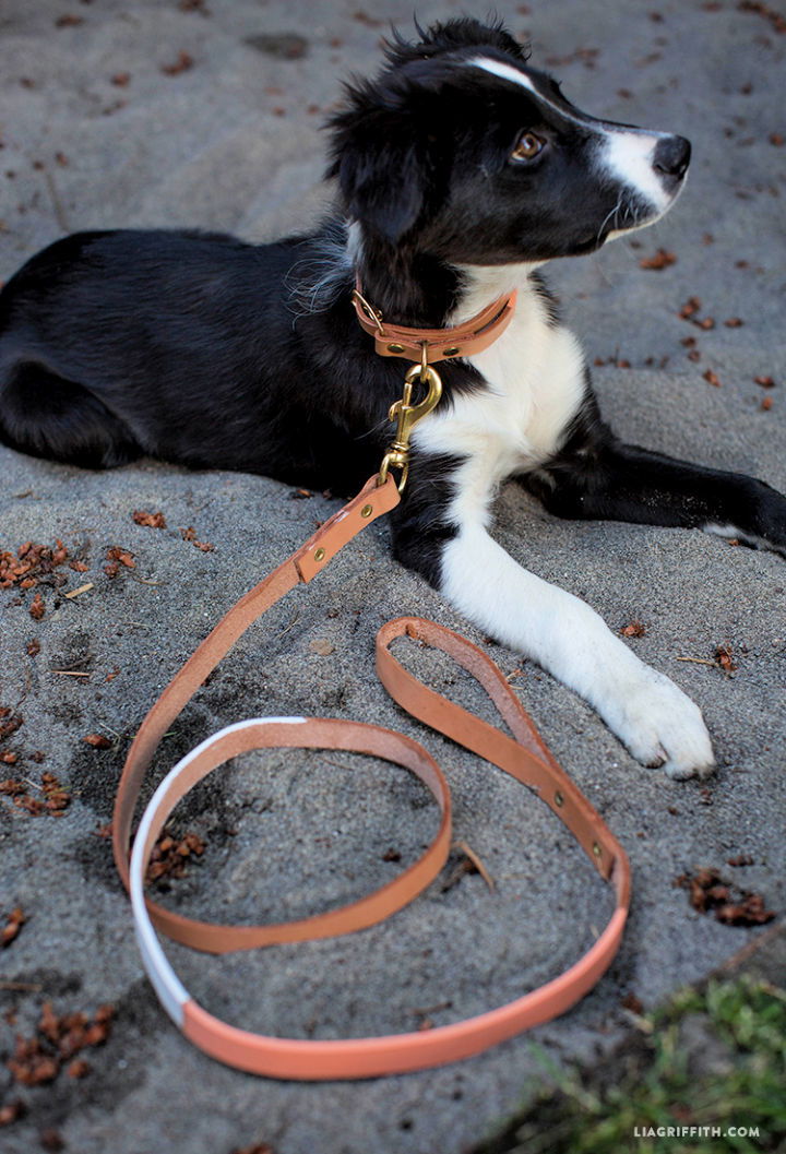 DIY Leather Dog Collar Leash