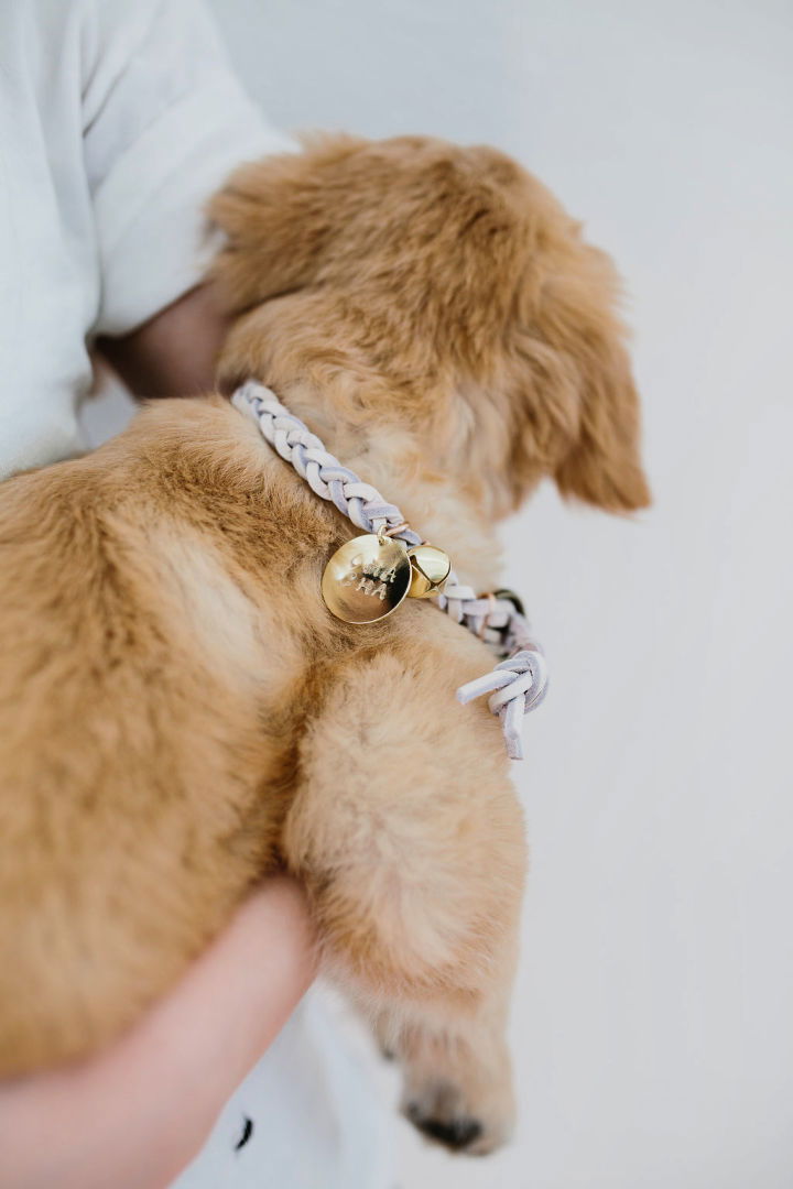 Dog Collar With Name