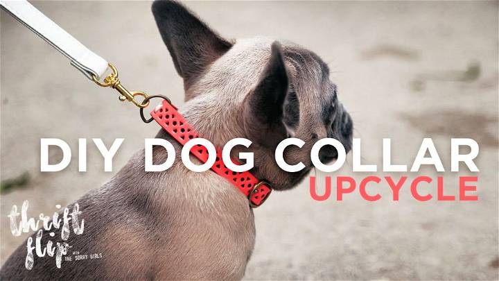 Easy DIY Dog Collar and Leash