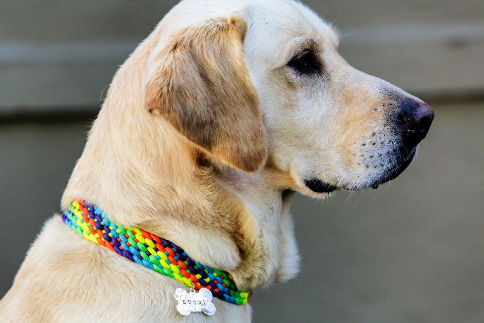 Personalized Dog Collar