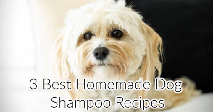 3 Simple Homemade DIY Dog Shampoo Recipes