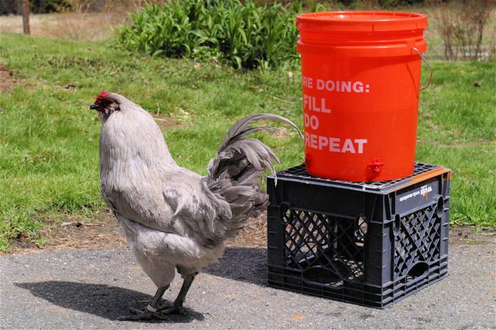 How to Make a Chicken Waterer