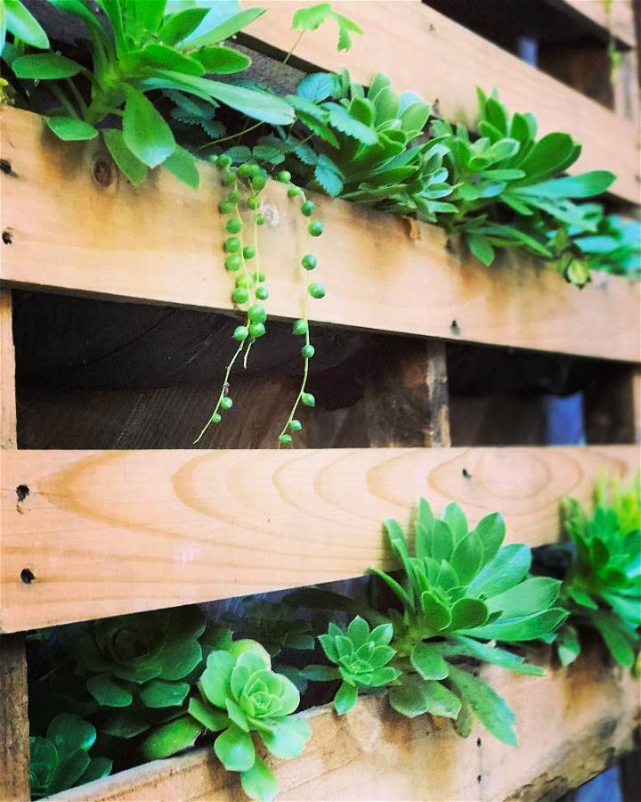 All you need to create this simple vertical garden is landscape fabric a staple gun and a Pallet.