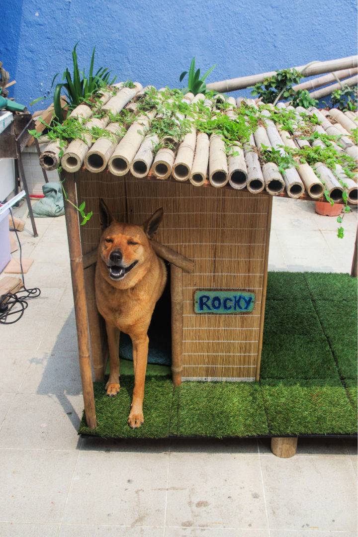 Tropical Dog House