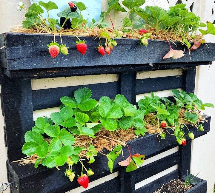 strawberry pallet garden Remember to feed your strawberries over summer so they continue producing