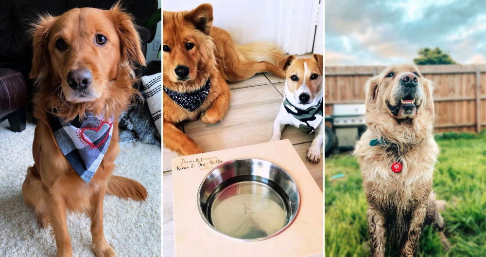 8 Best Gifts for Dog Lovers with Step by Step Instructions