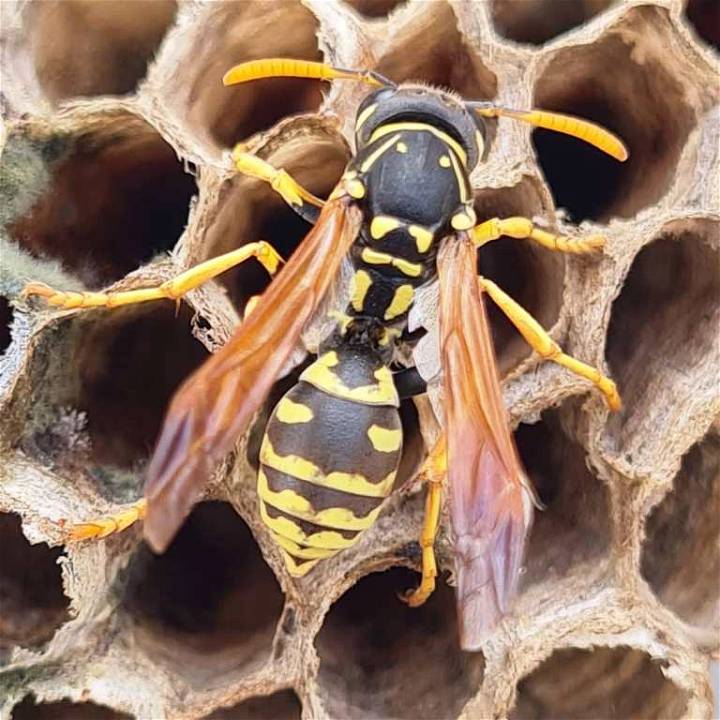 Winter Wasp Problem