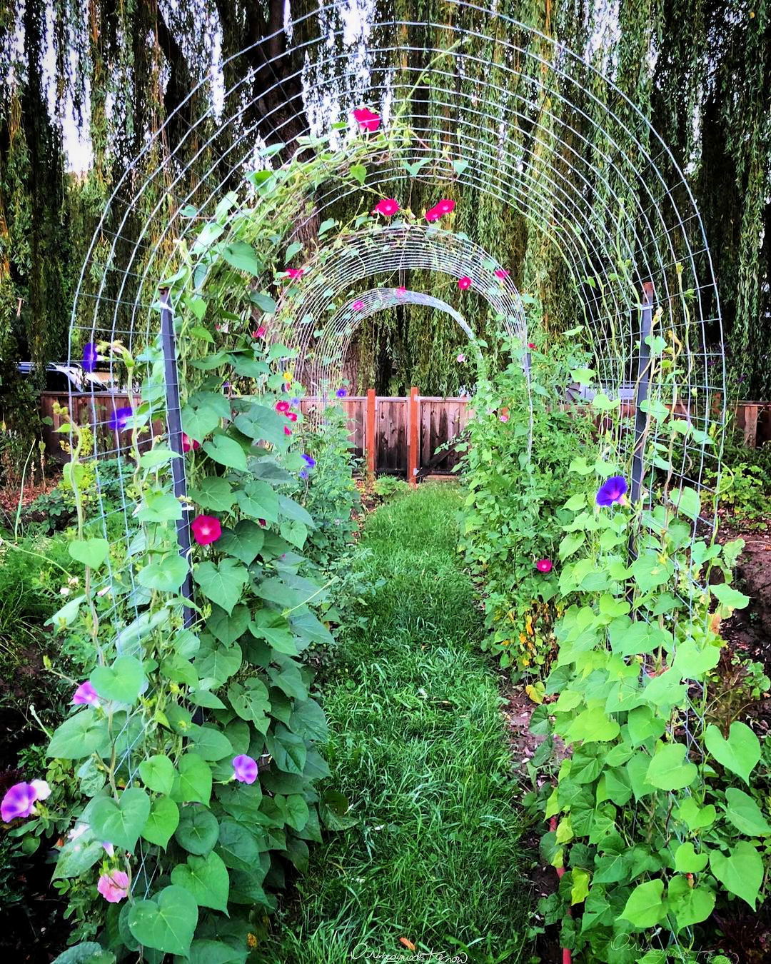 Build an Inexpensive Trellis Design