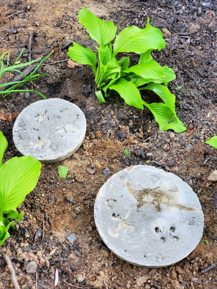 Gigantosaurus Themed Dinosaur Fossil Stepping Stones