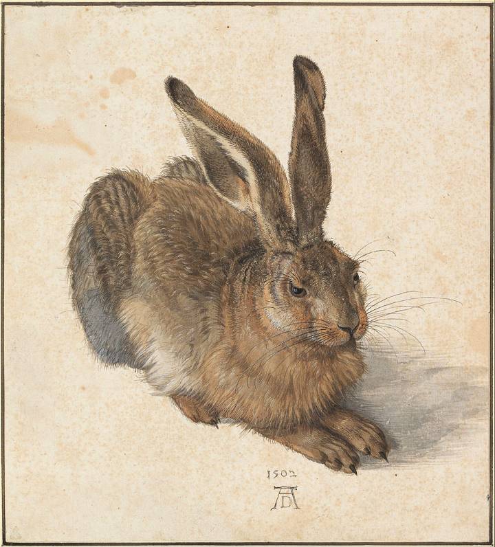 young hare artwork