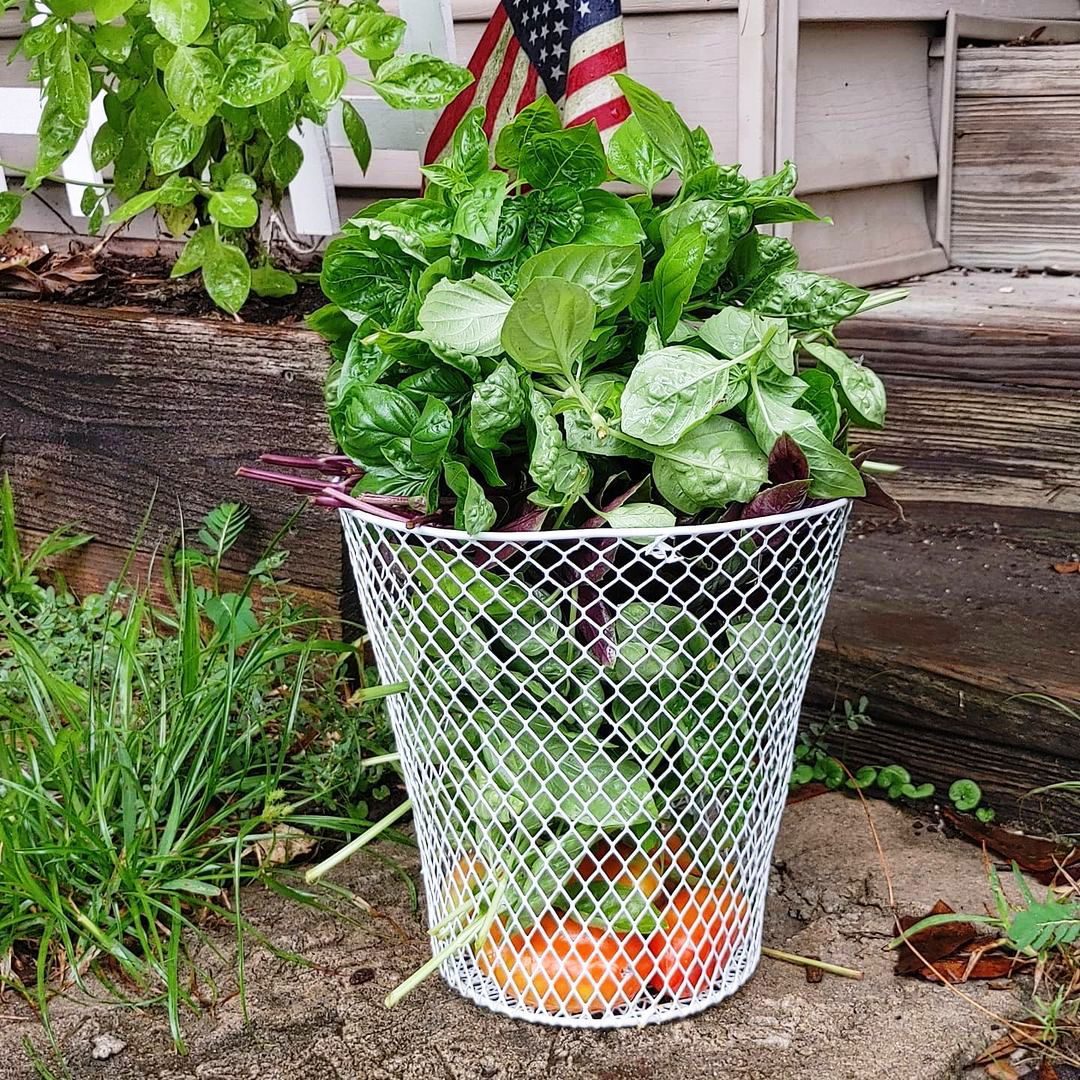 Summer Garden Vegetables