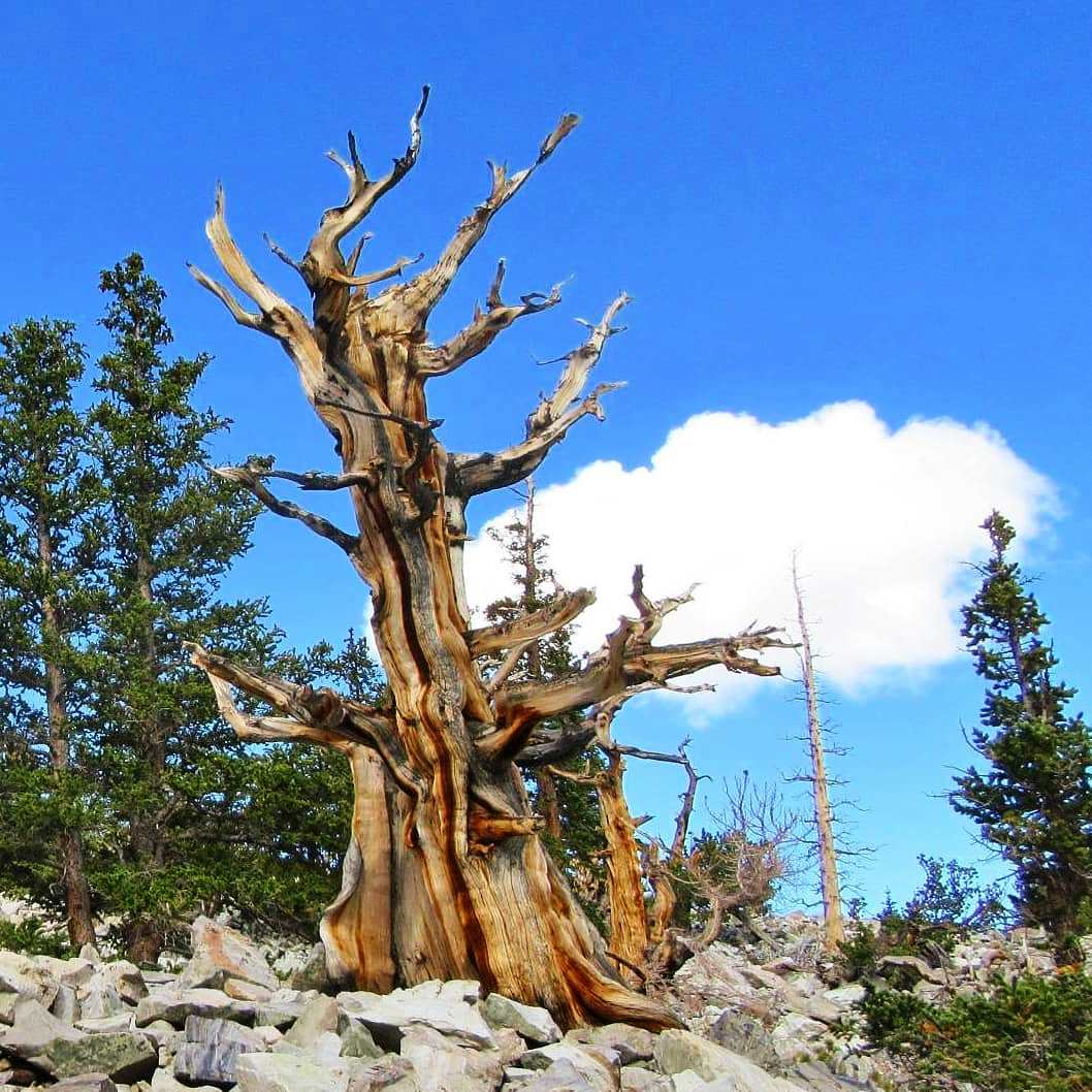 Bristlecone Pine and Other Native Trees for Your Colorado Landscape