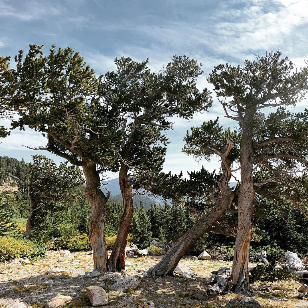 Bristlecone Pine and Other Native Trees for Your Landscape