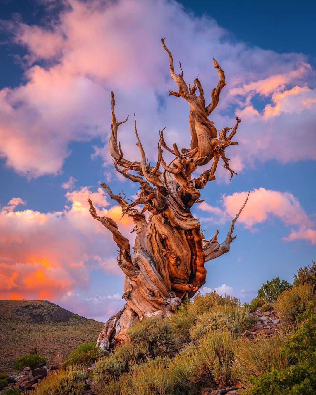 The Bristlecone Pine and Other Native Trees for Your Colorado Landscape