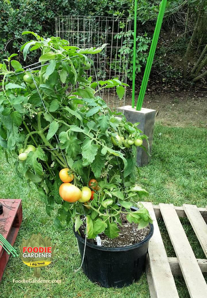 DIY Super Tall Tomato Plant Support