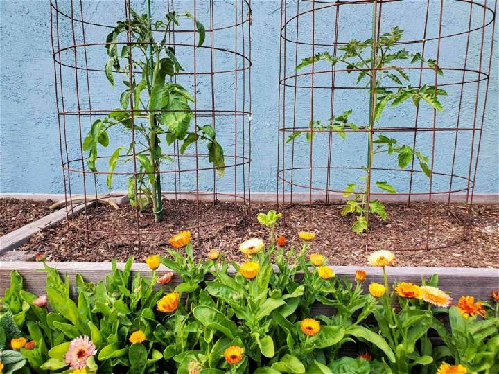 Easy and Cheap DIY Tomato Cage