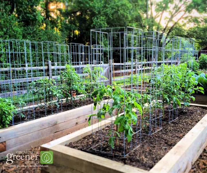 Ultimate DIY Tomato Cage in 5 Simple Steps