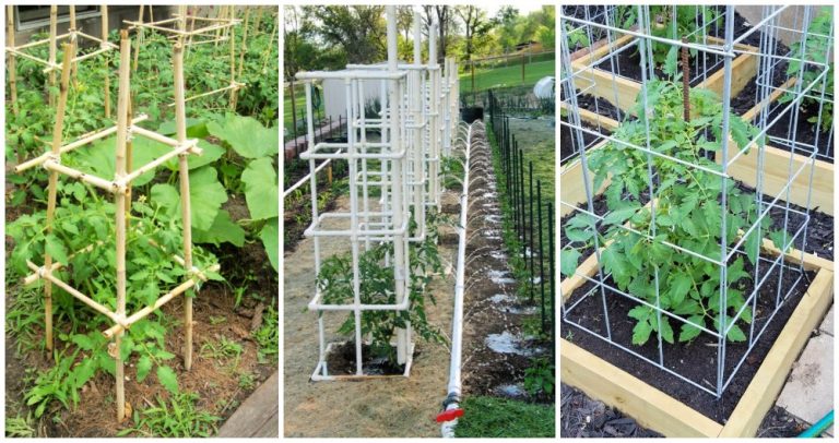 10 Homemade DIY Tomato Cage Ideas - DIY Crafts