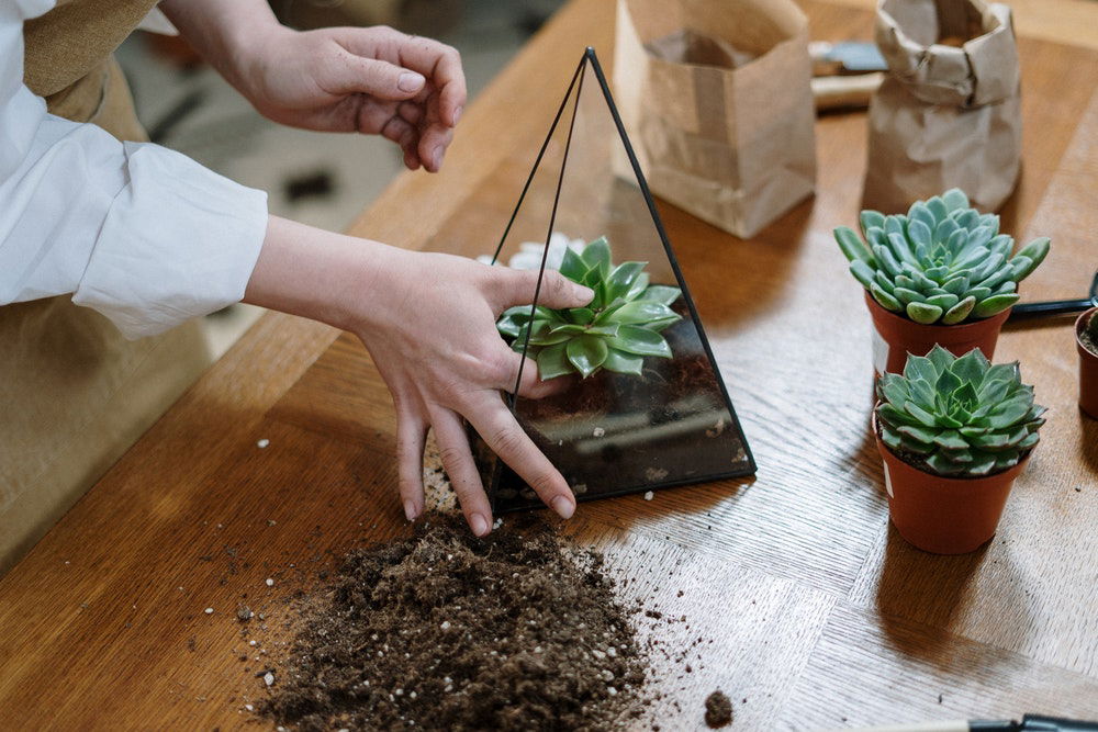 DIY Terrarium