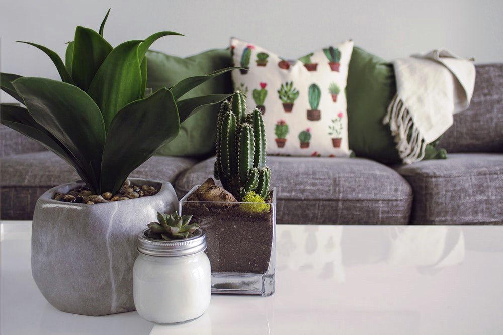 Add life with indoor plants