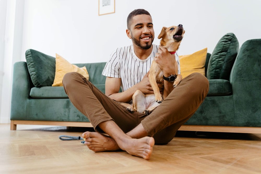 How to Make Your Home Pet Play Proof