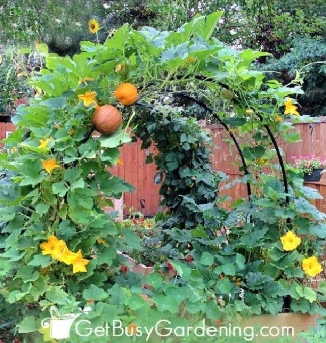 Build a Pvc Pipe Squash Arch for the Garden