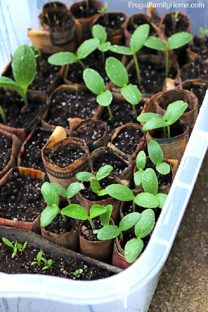 Space Saving Mini Greenhouse