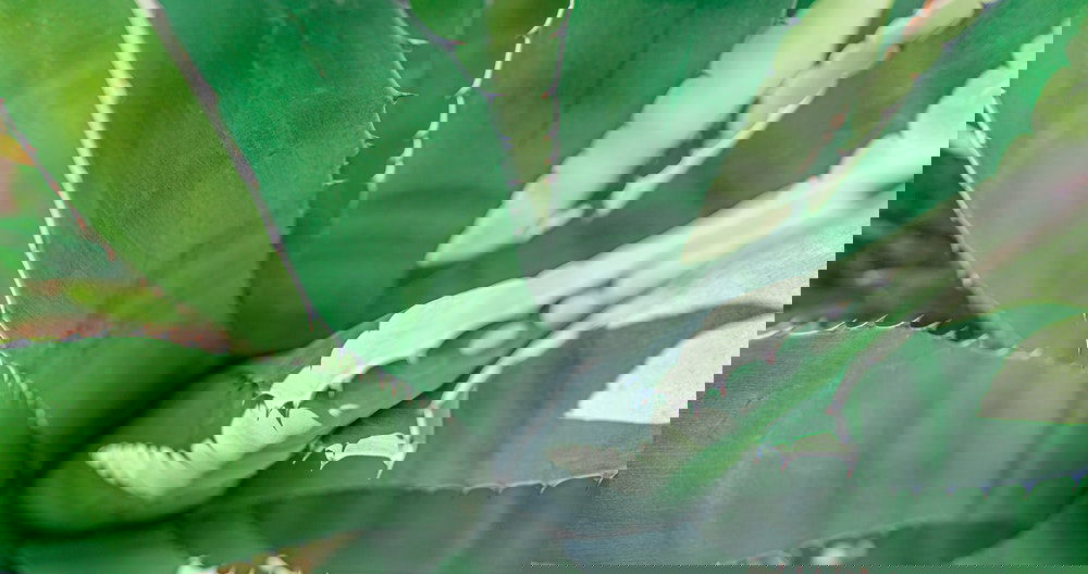 Aloe Vera Plant Care Guide