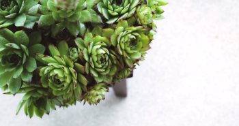 Hens And Chicks Plant Ulitmate Guide To Grow This Succulent 1