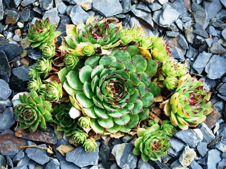 Hens And Chicks Plant Ulitmate Guide To Grow This Succulent