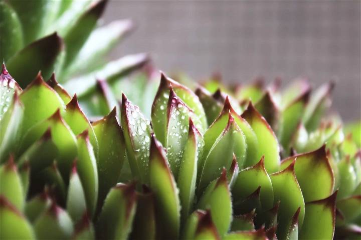 Ulitmate Guide To Grow This Succulent