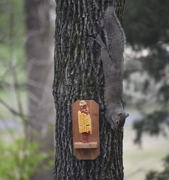 DIY Basic Squirrel Feeder