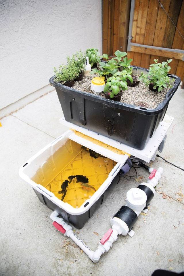 Build an Aquaponic Garden System with Arduino