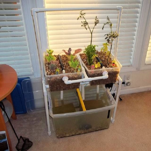 How to Make an Indoor Aquaponics System