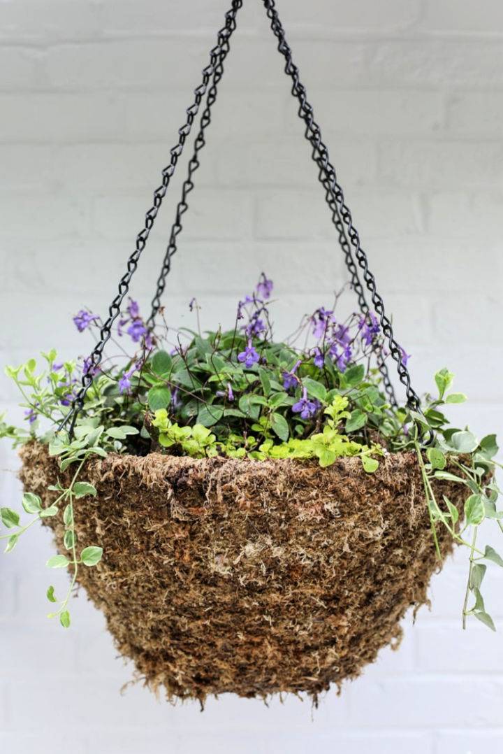 DIY Hanging Basket Plant for Shade