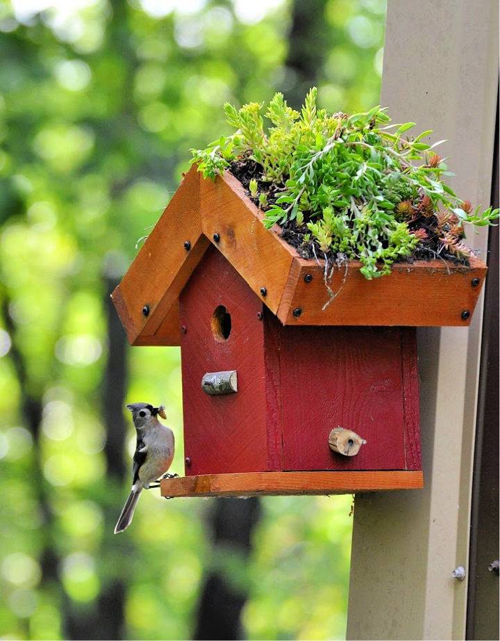 DIY Living Roof Birdhouse