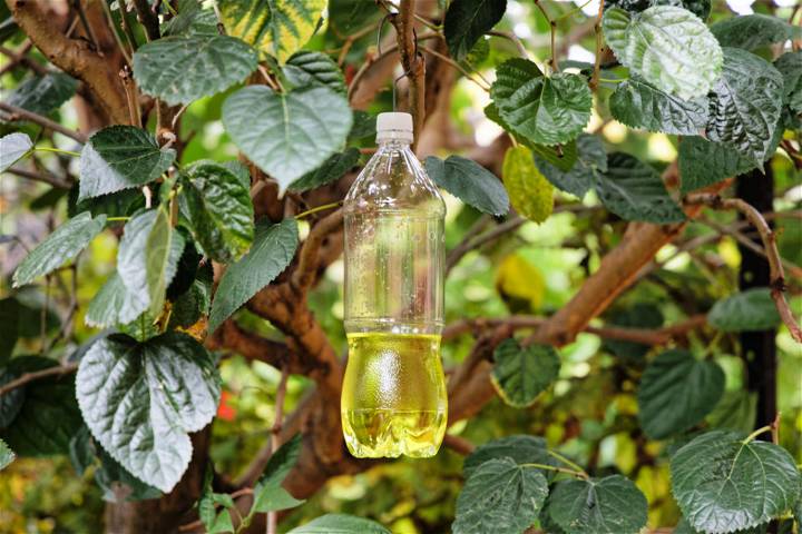DIY Queensland Fruit Fly Trap and Bait