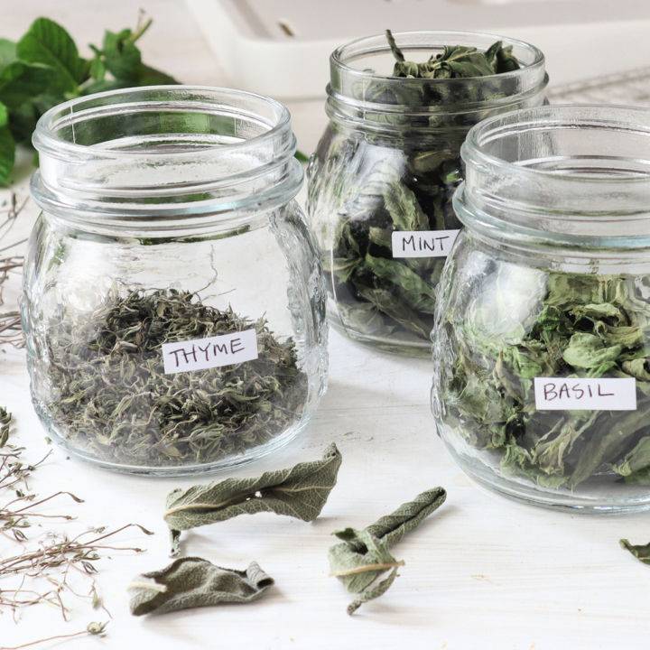 Drying Herbs in a Food Dehydrator