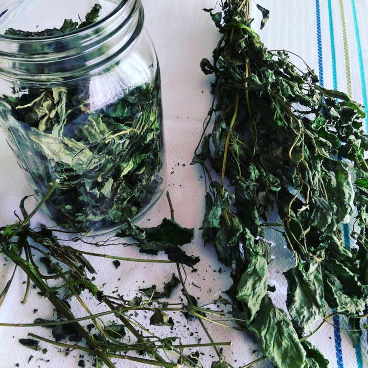 How to Dry Lemon Balm