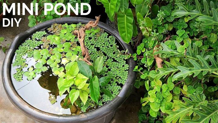 Walstad Style Mini Pond With Floating Plants and Fish