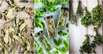 best ways to dry herbs - learn how to dry herb