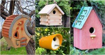 free diy birdhouse plans