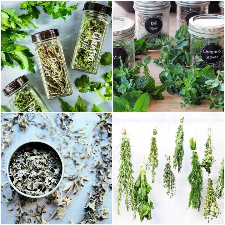 how to dry herbs