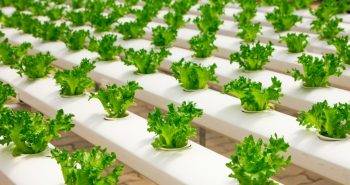 DIY Hydroponic Systems You Can Create and Grow Nutrient Rich Food