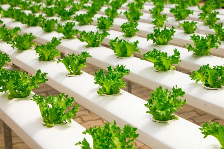 Top 6 DIY Hydroponic Systems You Can Create and Grow Nutrient Rich Food