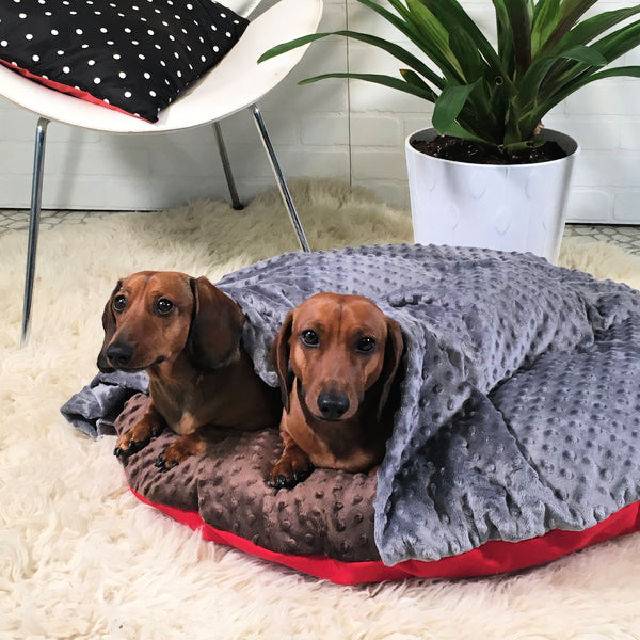 Beginner’s Guide to Make a Dog Bed