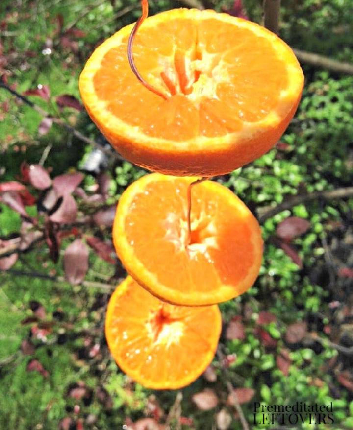 DIY Oriole Bird Feeder Using Oranges
